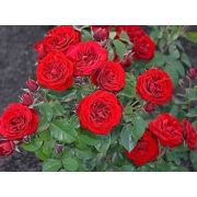 Лаваглут (Lavaglut) Европа