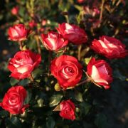 Плантен ун Блюмен (Planten un Blomen) КОРДЕС Германия