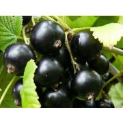 СМОРОДИНА Нюрсинка ОКС