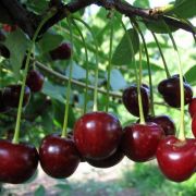 ВИШНЯ  Новелла