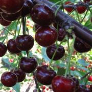 ДЮК Надежда