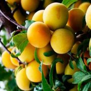 АЛЫЧА Злато Скифов