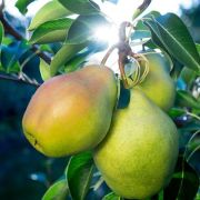 ГРУША Августовская роса