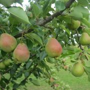 ГРУША Велеса