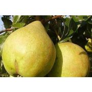 ГРУША Просто Мария