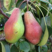 ГРУША  Памяти Яковлева