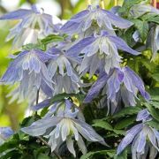 КЛЕМАТИС- КНЯЖИК  ЛАГУНА