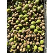 Грецкий орех от Петра Петровича