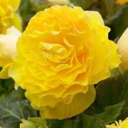 БЕГОНИЯ Махровая желтая