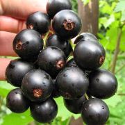 Смородина Гармония ОКС