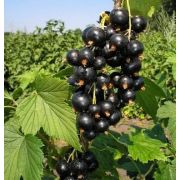 Смородина черная Тикзо ОКС
