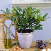 Лавр Благородный