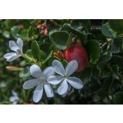 Карисса Крупноцветковая (Слива Комнатная)