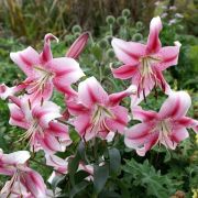 Лилия АНАСТАСИЯ