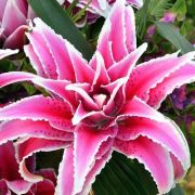 Лилия Розелили Лорена восточная махровая/Lilium Roselily