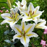 Лилия БАФФЕРАРИ