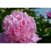 ПИОН Мсье Джули Эйл корневище