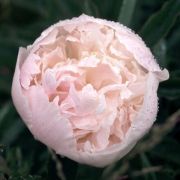 ПИОН Мадам Жюль Дессер корневище